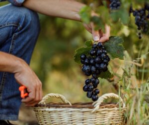 picking grapes